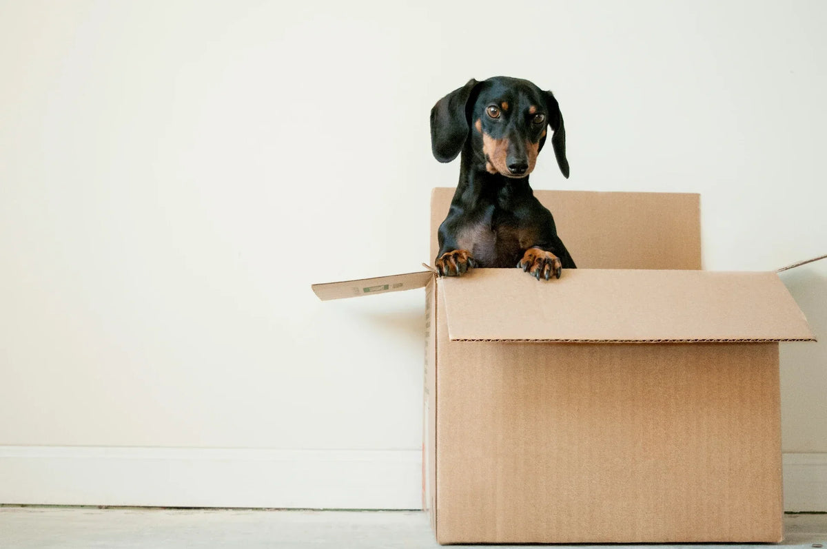 Bulk Dog Toys: A Retailer's Buying Guide