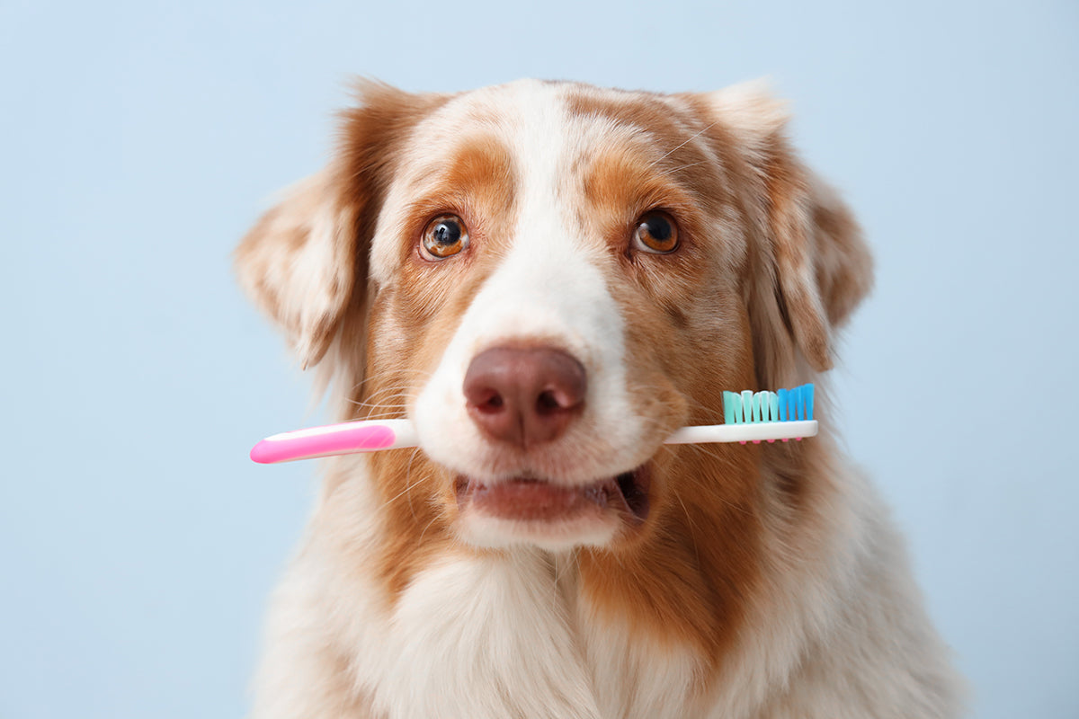 🦷 February Pet Dental Health Month: A Retailer’s Guide to Wholesale Dental Care Products for Dogs & Cats