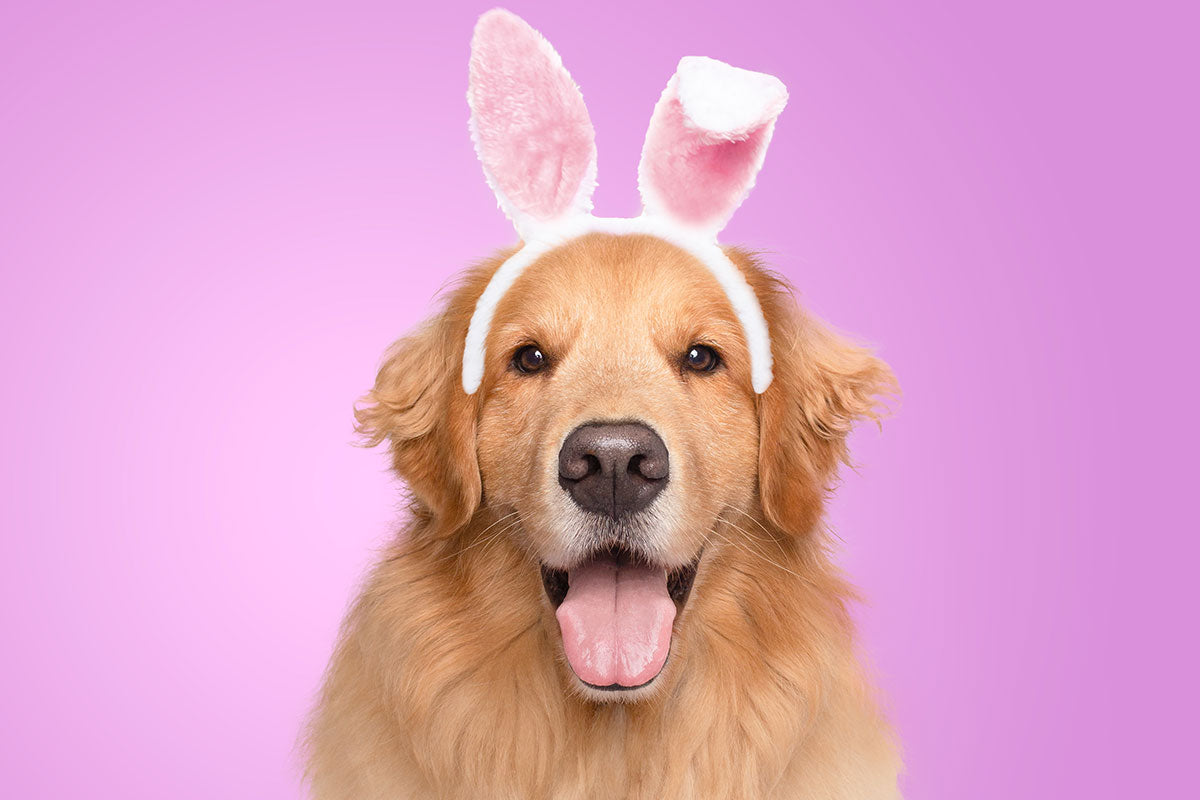 Spring & Easter Wholesale Pet Collections: Seasonal Dog & Cat Toys, Treats, Accessories & Grooming That Drive Retail Sales