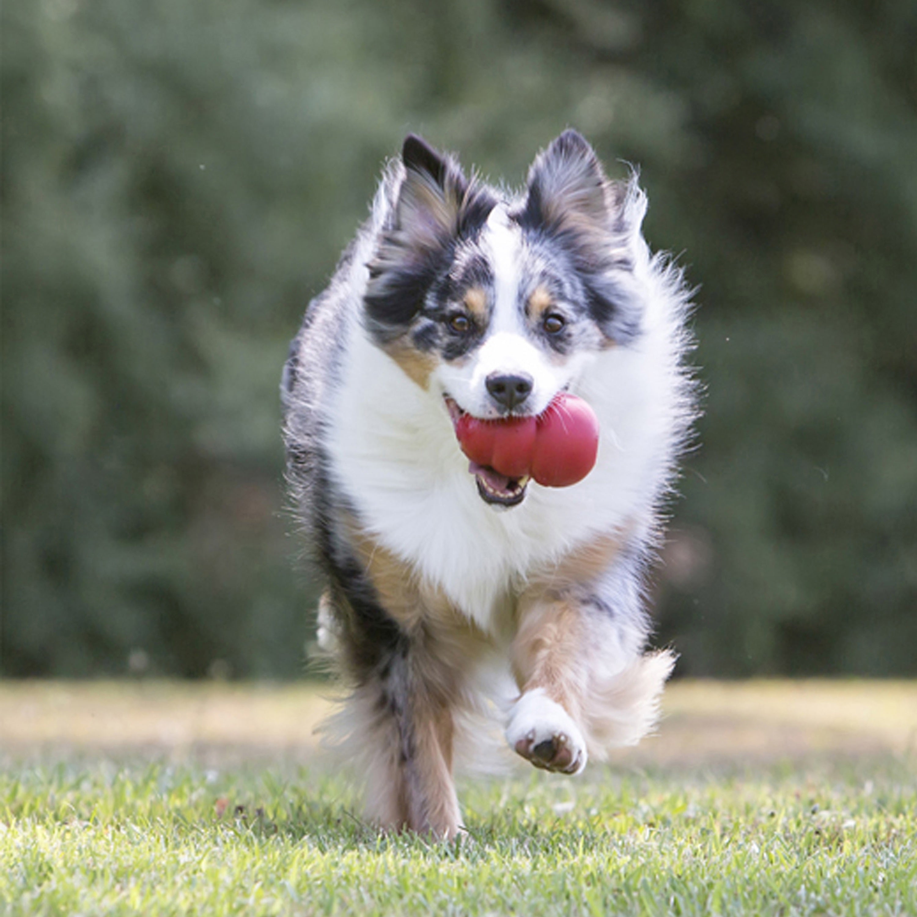 Pet Palette Distribution Partners with KONG