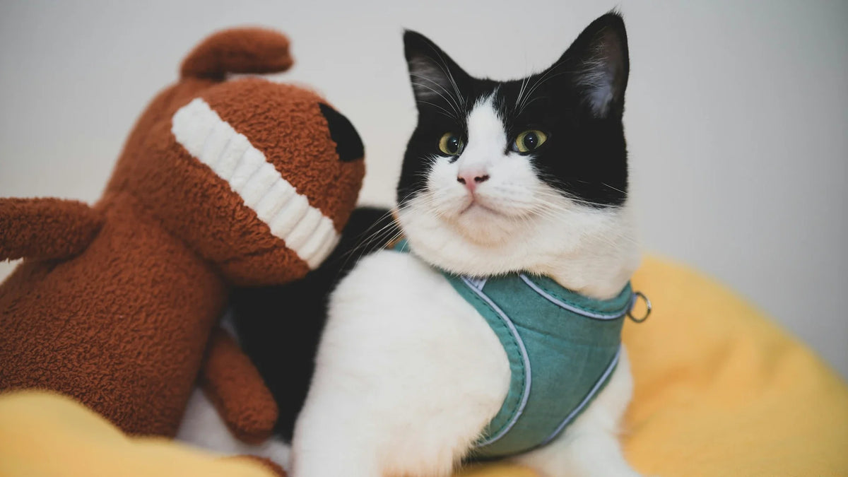 Pet Industry Trends 2027: What Retailers Should Stock Next
