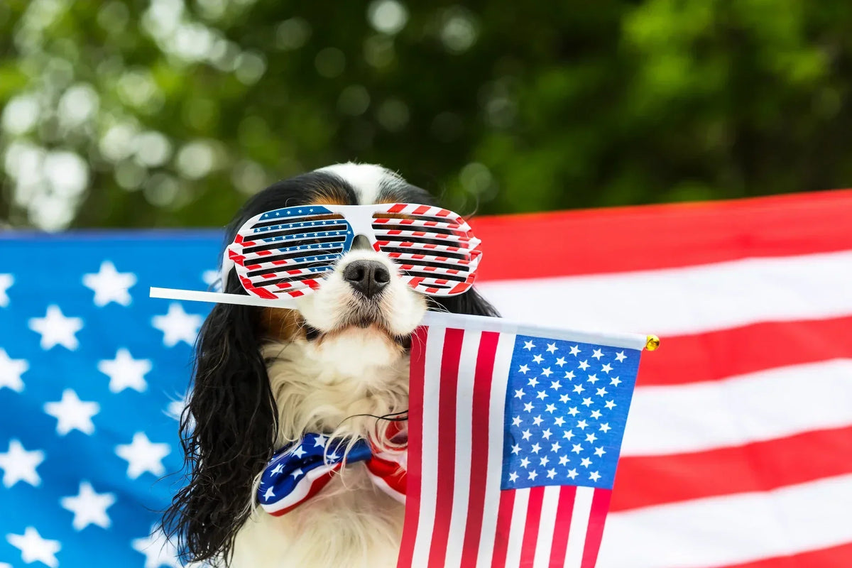 USA-Made Pet Products: Why They Sell and What to Stock