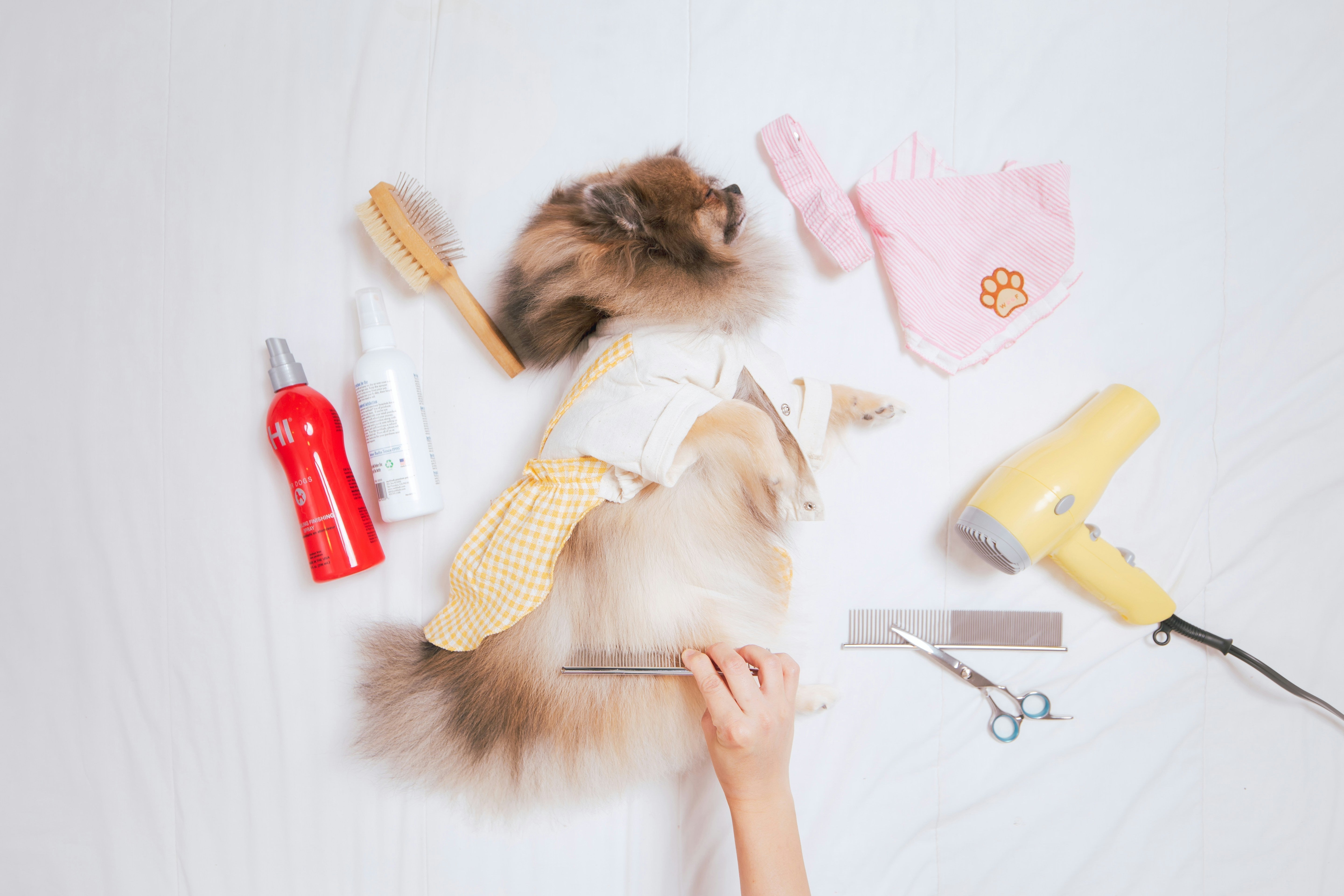 Wholesale Pet Products With Low or No Minimum Order - Pomeranian and Grooming Supplies 