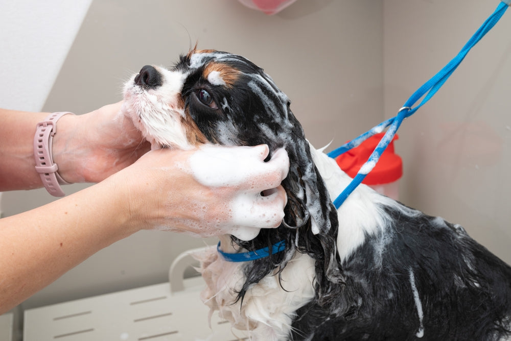 Coat Care 101: Choosing the Right Shampoo & Conditioner for Every Dog