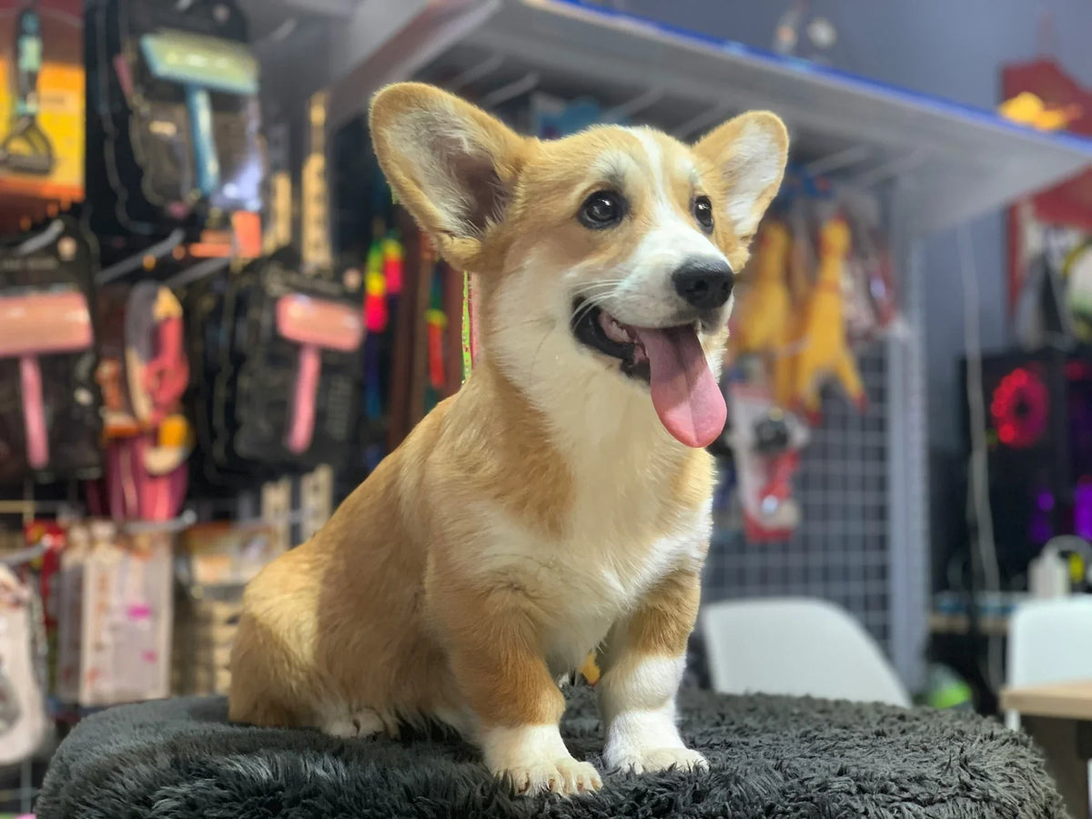 Most Profitable Pet Products to Stock in 2026