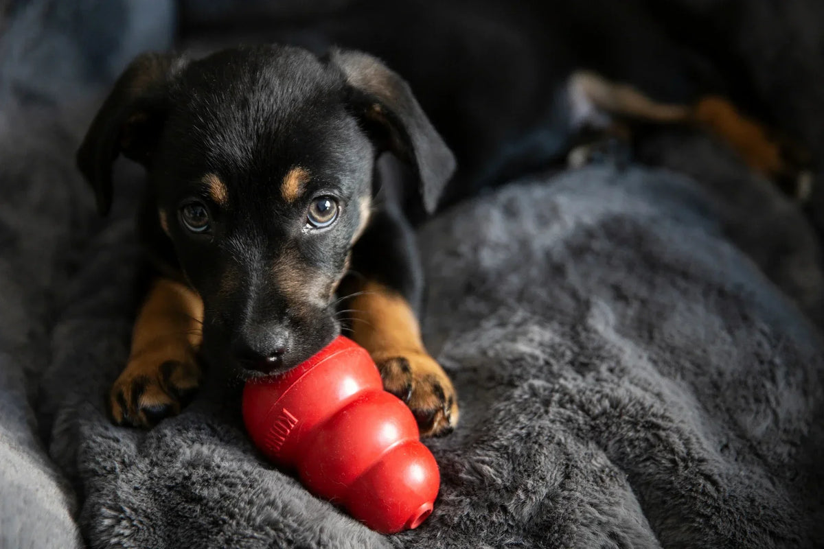 KONG Products Worth Stocking in Your Store