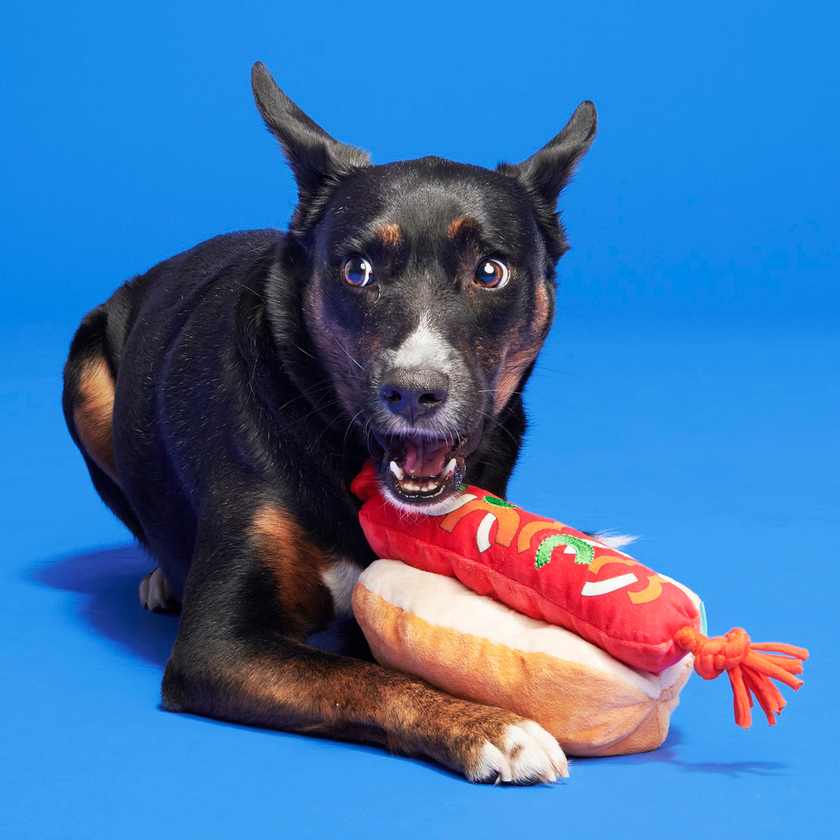 BARK The Everything Dog Plush Dog Toy