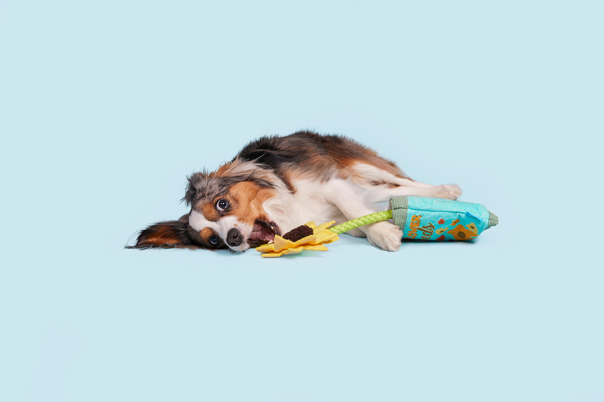 BARK Funflower Seeds Rope Dog Toy