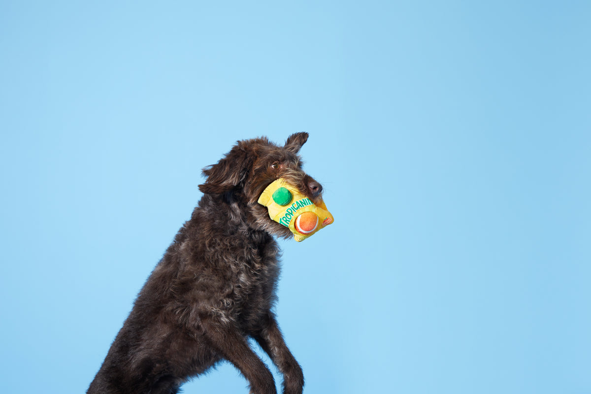 BARK Fresh Squeaked OJ Plush Dog Toy M