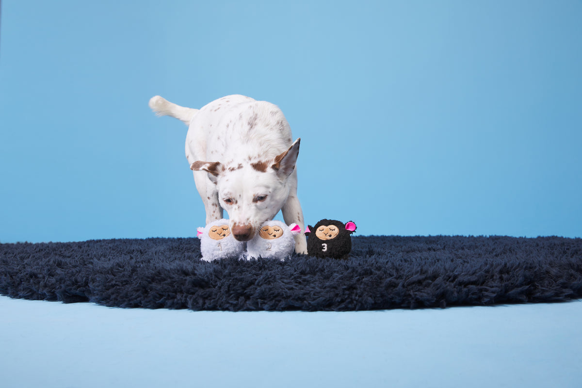 BARK Baa Baa Bark Sheep