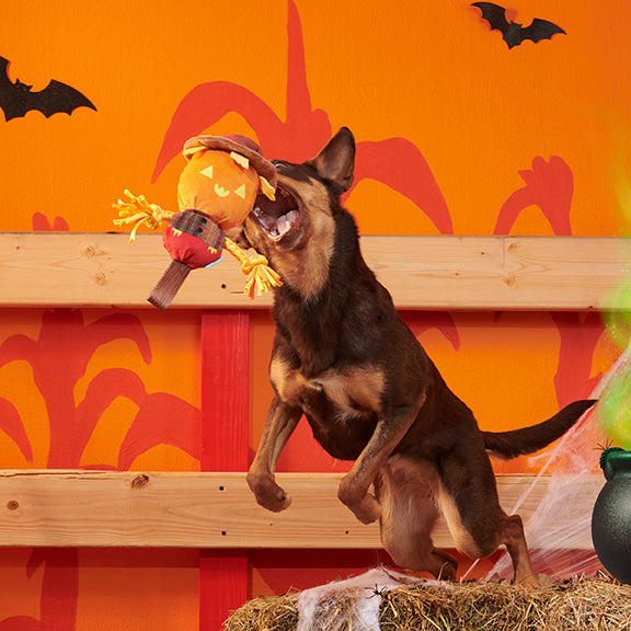 BARK Jack-Crow-Lantern Plush Dog Toy