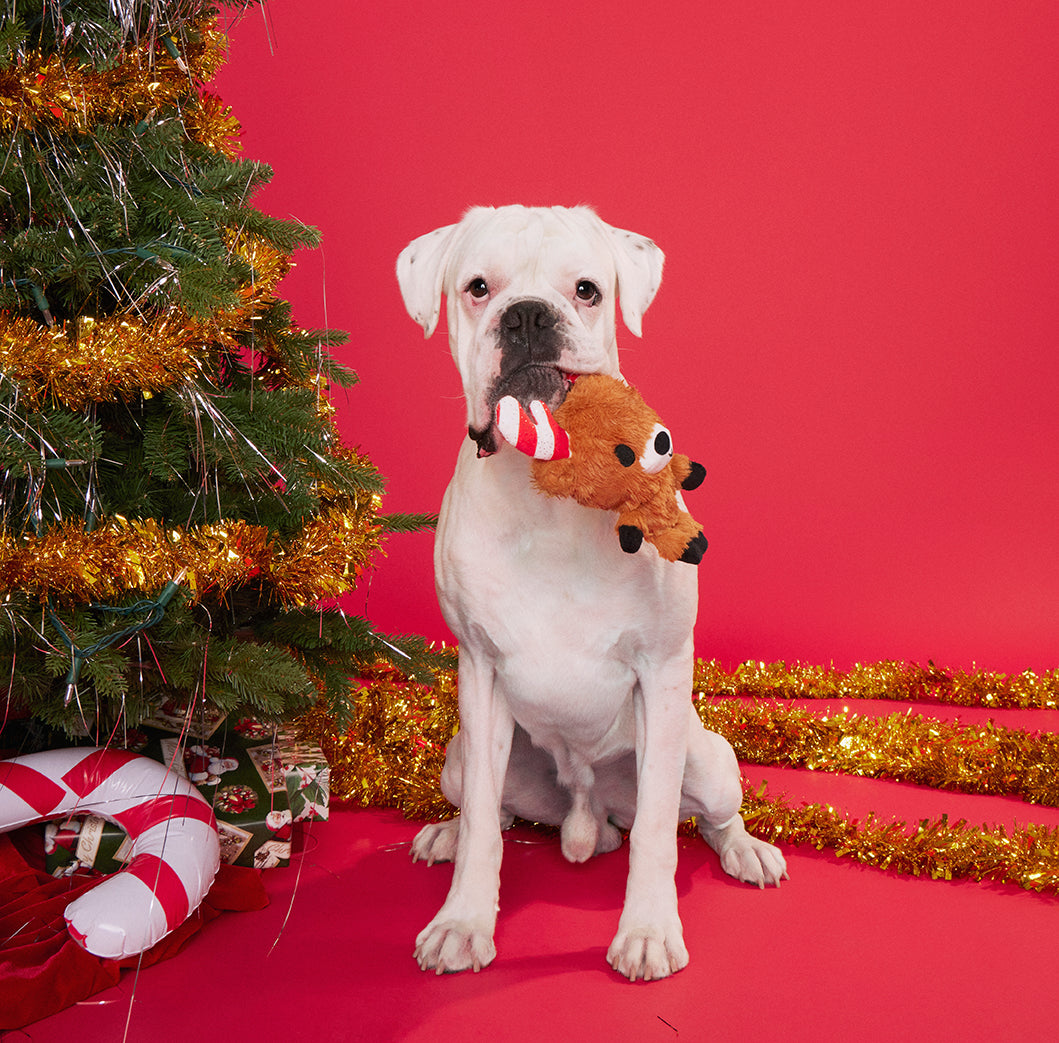 BARK Felix Navidad Dog Toy