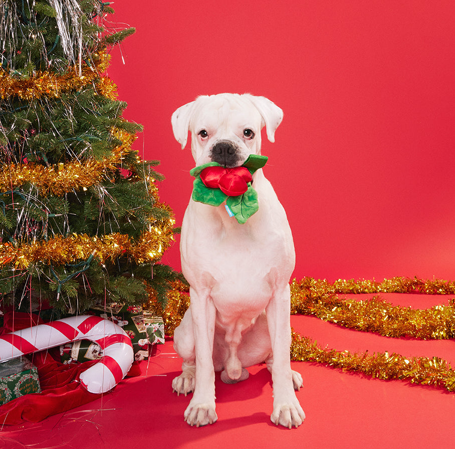 BARK Mistletug Dog Toy