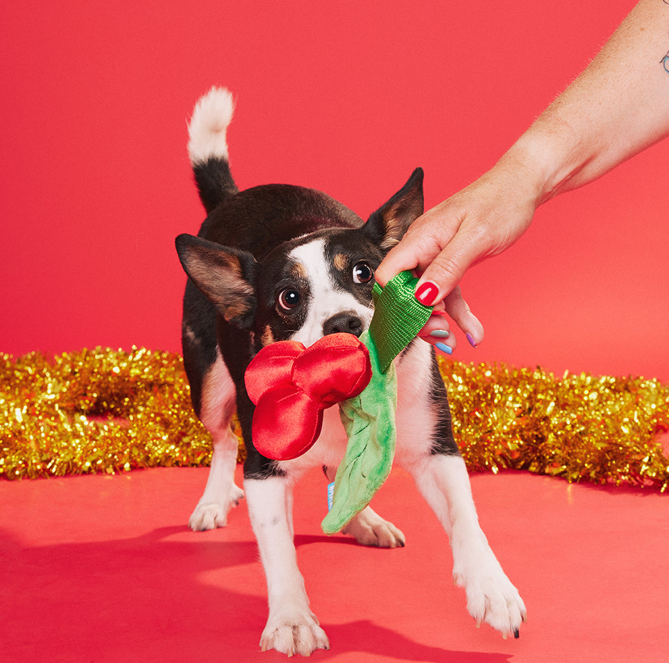 BARK Mistletug Dog Toy