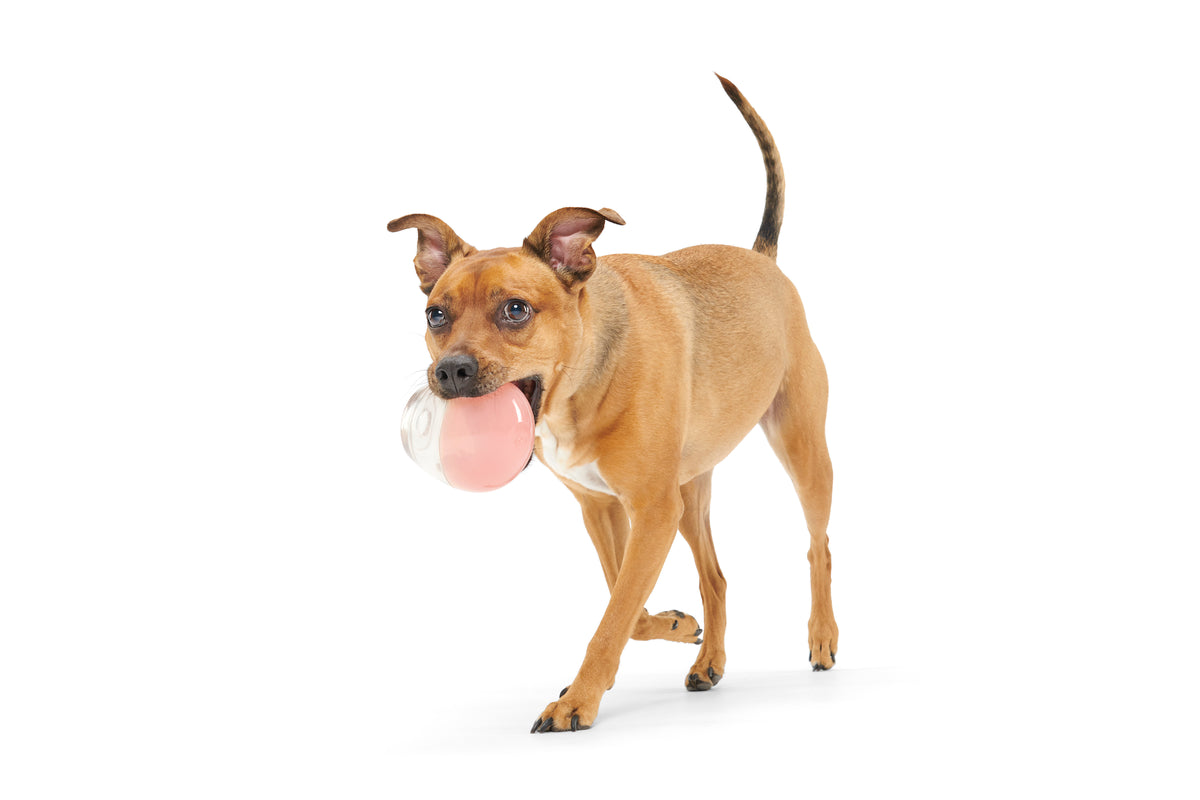 BARK Tipsy Rosé Dog Toy