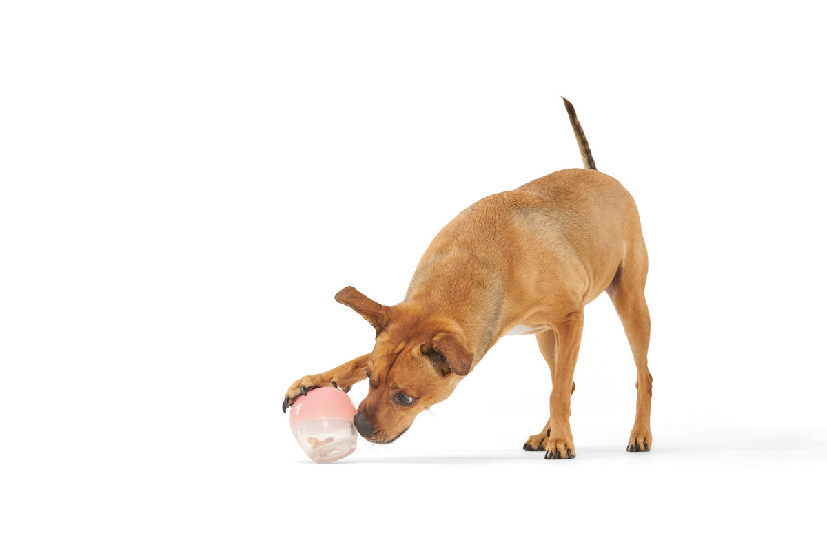 BARK Tipsy Rosé Dog Toy