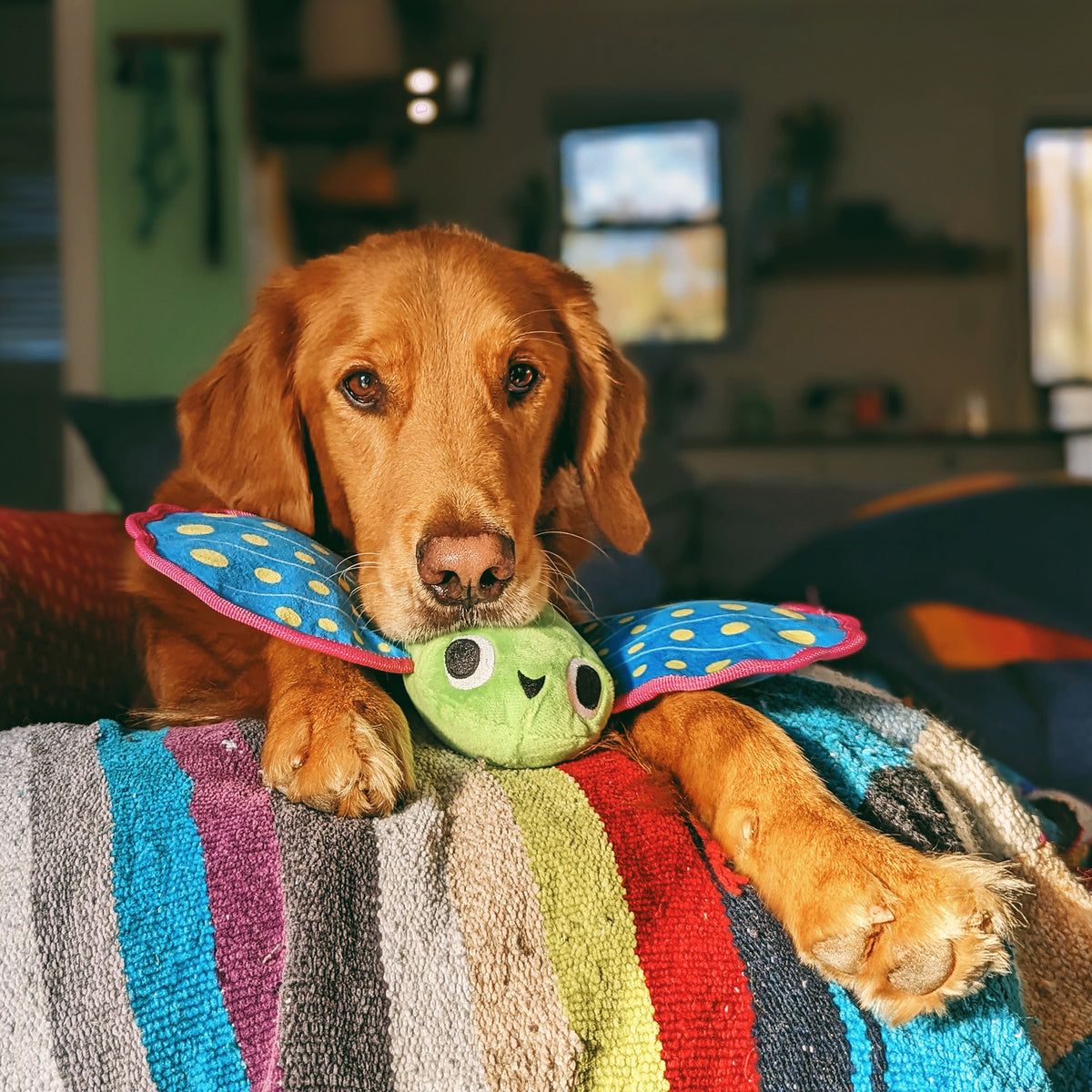BARK Freddy Flying Fish Plush Dog Toy