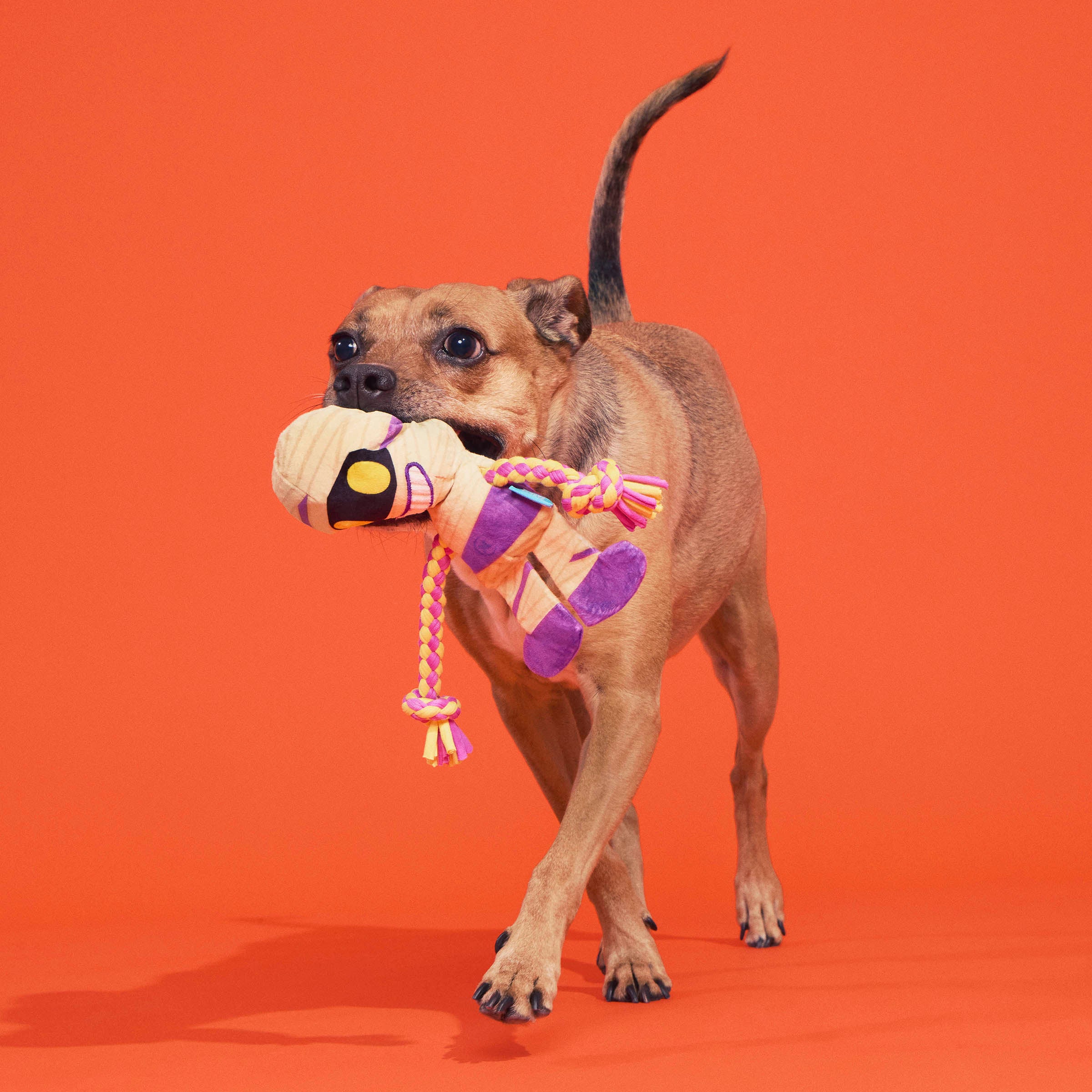 BARK Halloween King Tug Plush Dog Toy