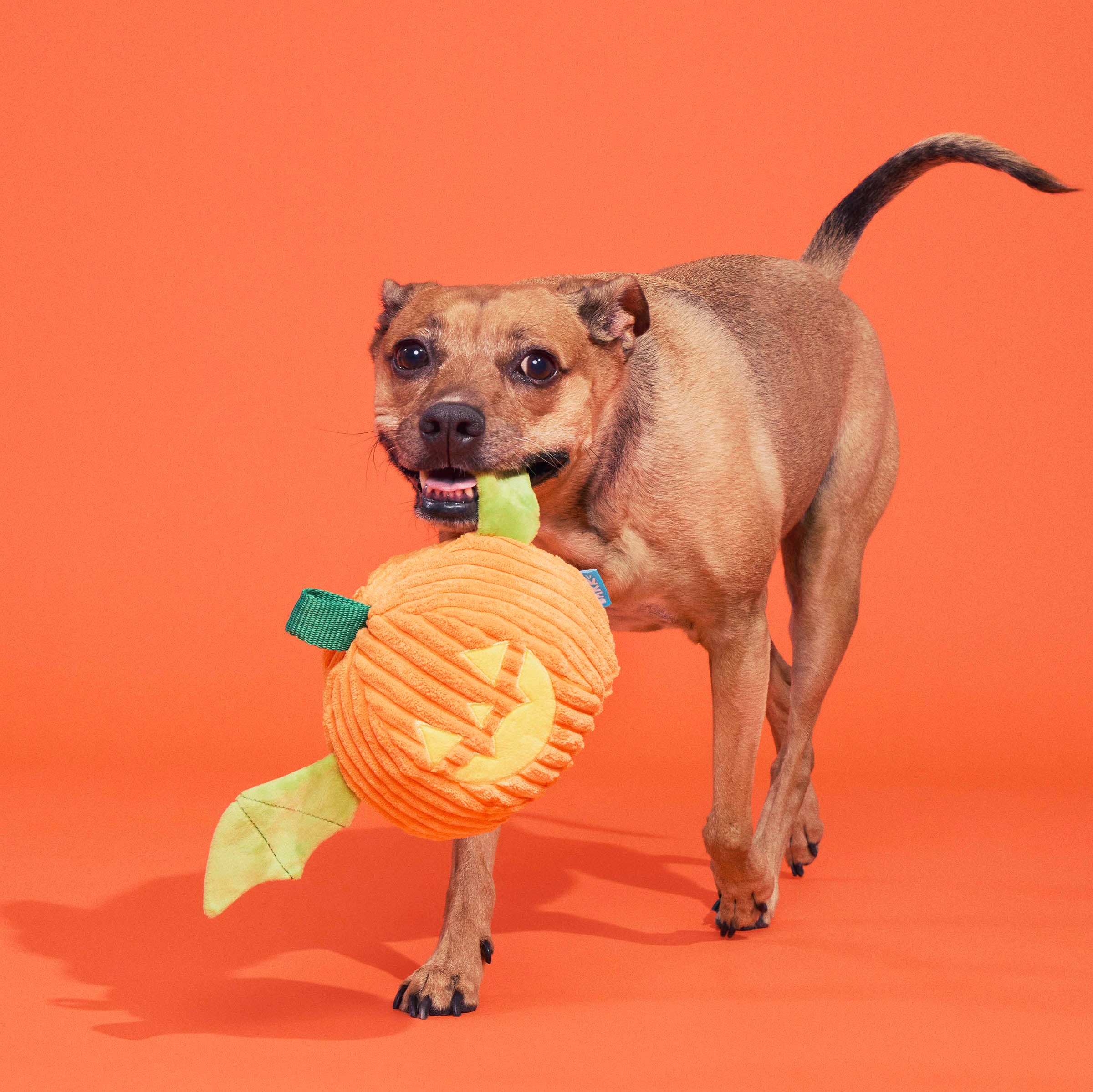 BARK Halloween Flapperlantern Plush Dog Toy