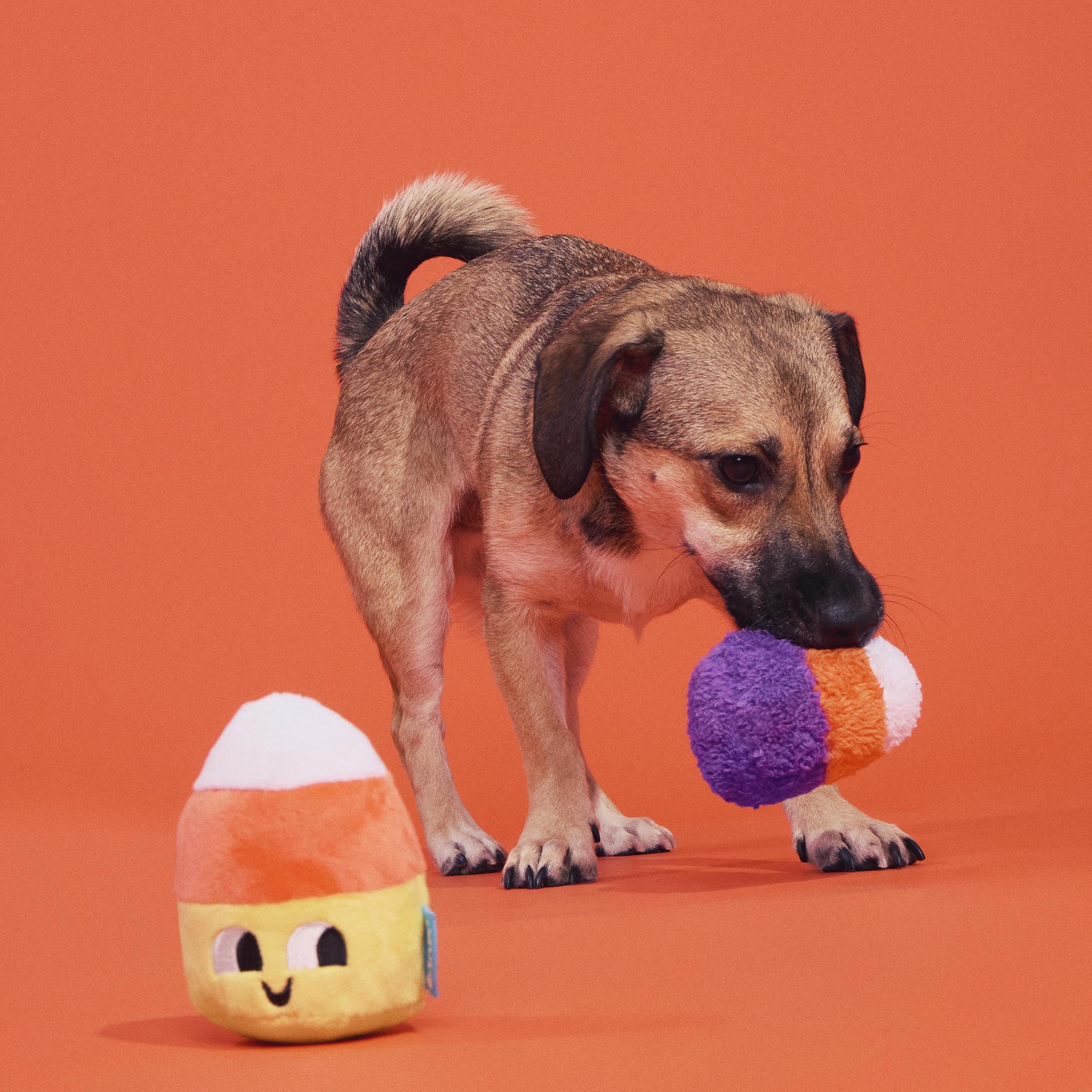 BARK Halloween Candy Corn Kids Plush Dog Toy 2pk