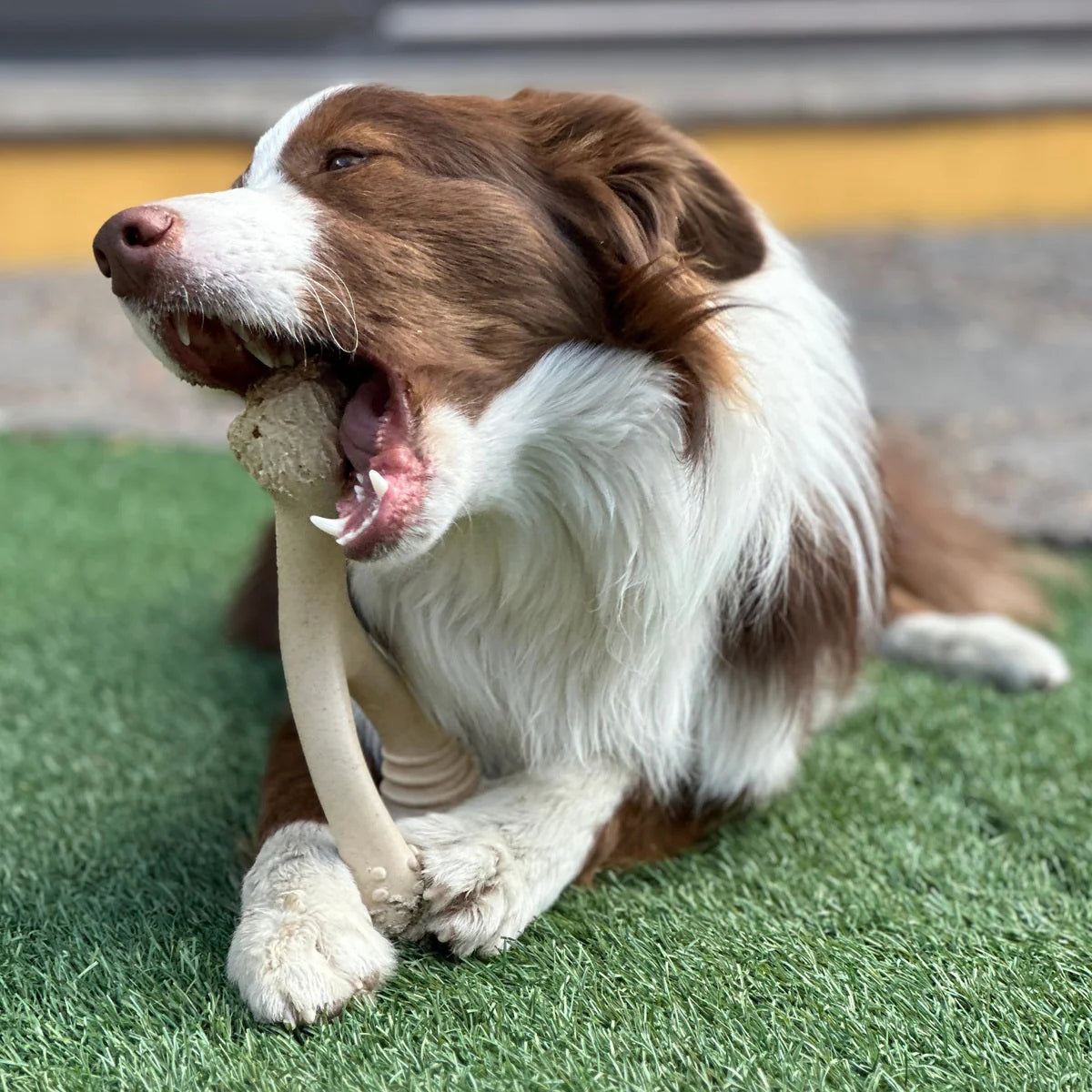 BetterBone Soft Beef Dog Chew Toy Large