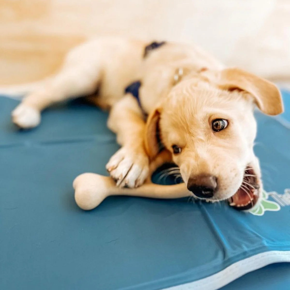 BetterBone Soft Classic Dog Chew Toy Mini