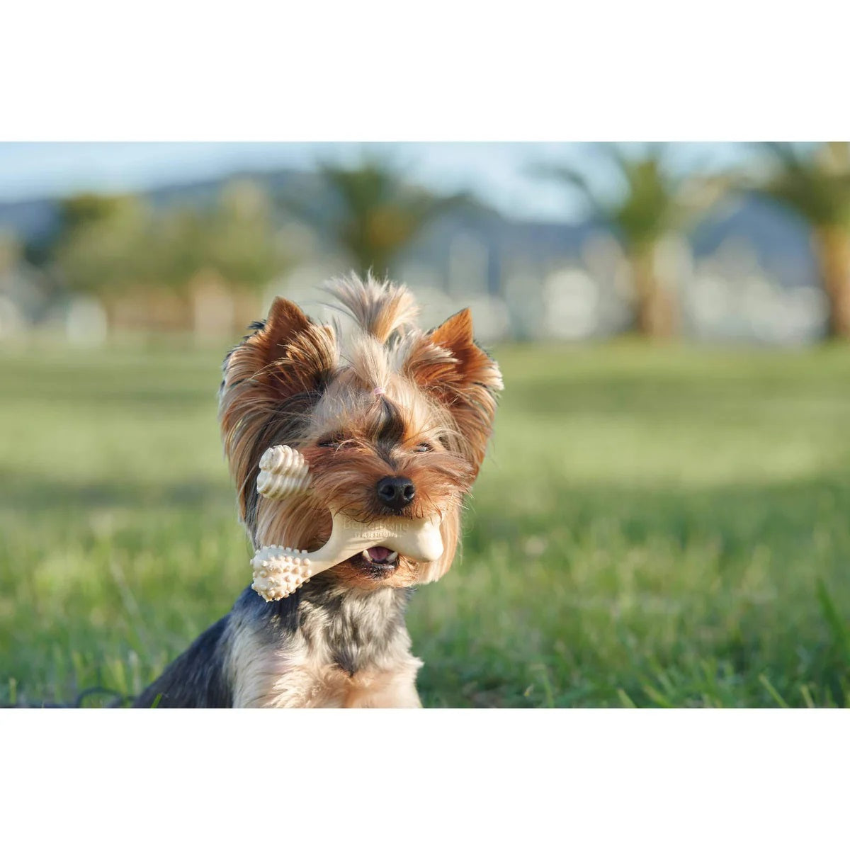 BetterBone Hard Classic Dog Chew Toy Mini