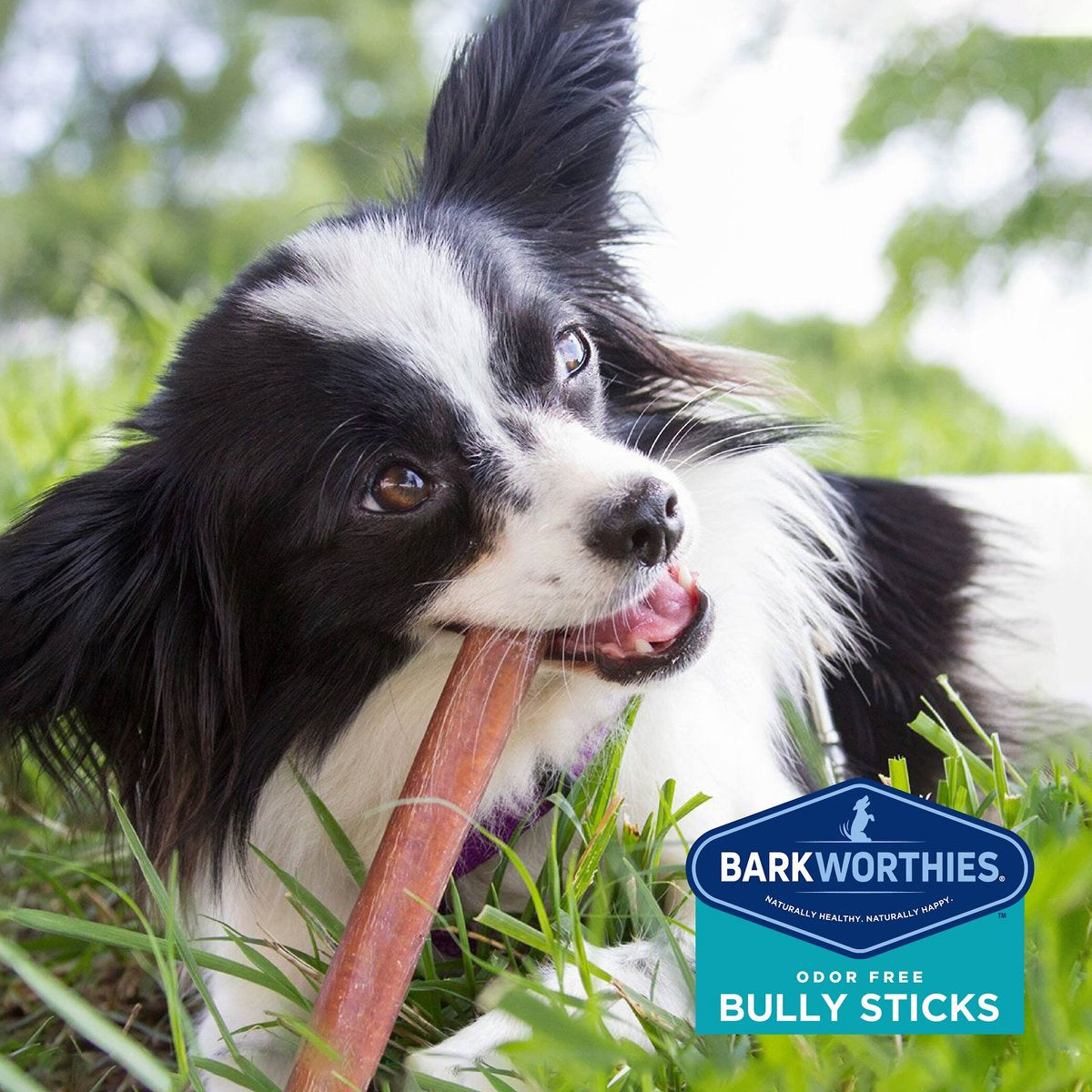 Barkworthies Bully Stick- Odor Free - 04" (Net Wt. 4 oz SURP)