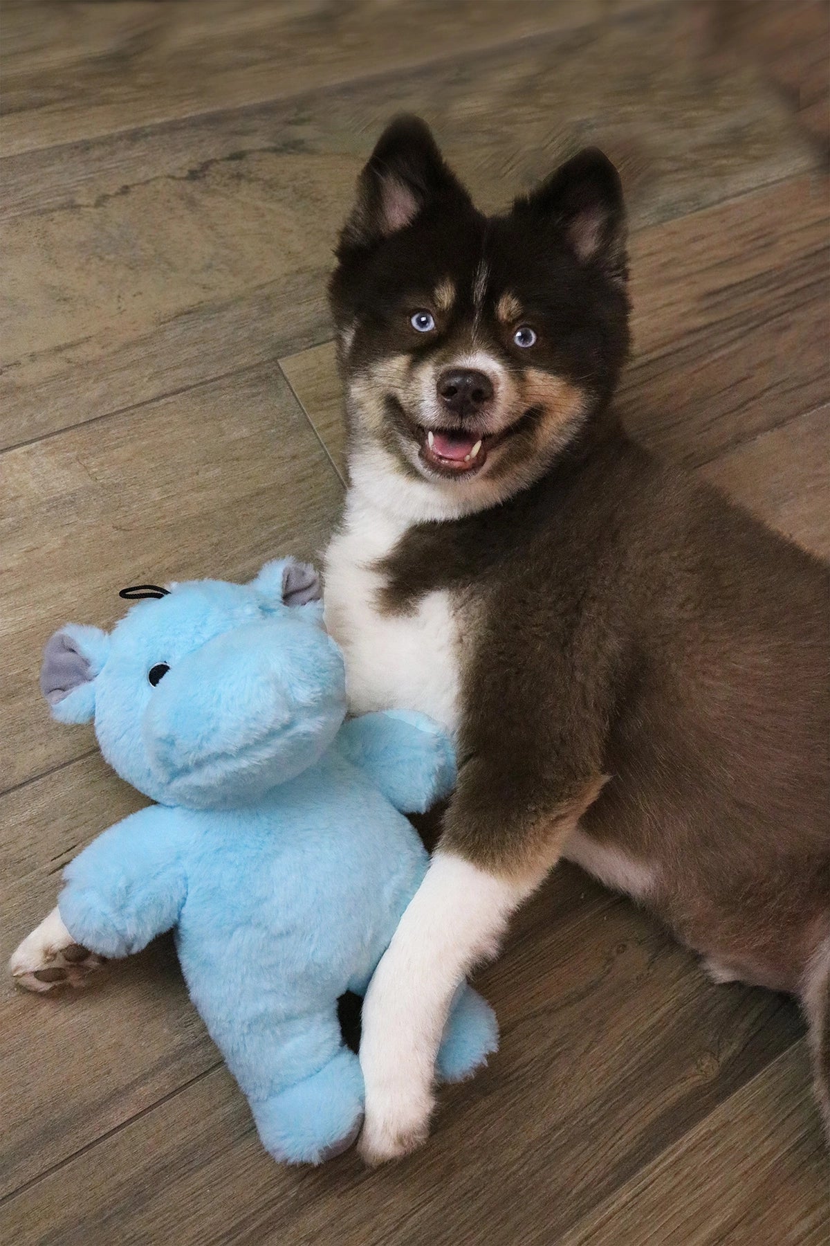 Dog Star Cute and Cuddly Herbie the Hippo - Small