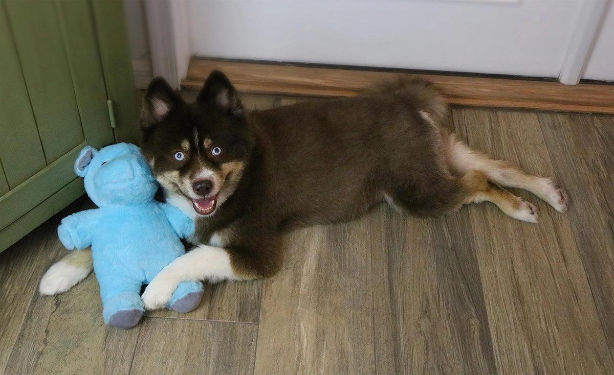 Dog Star Cute and Cuddly Herbie the Hippo - Small
