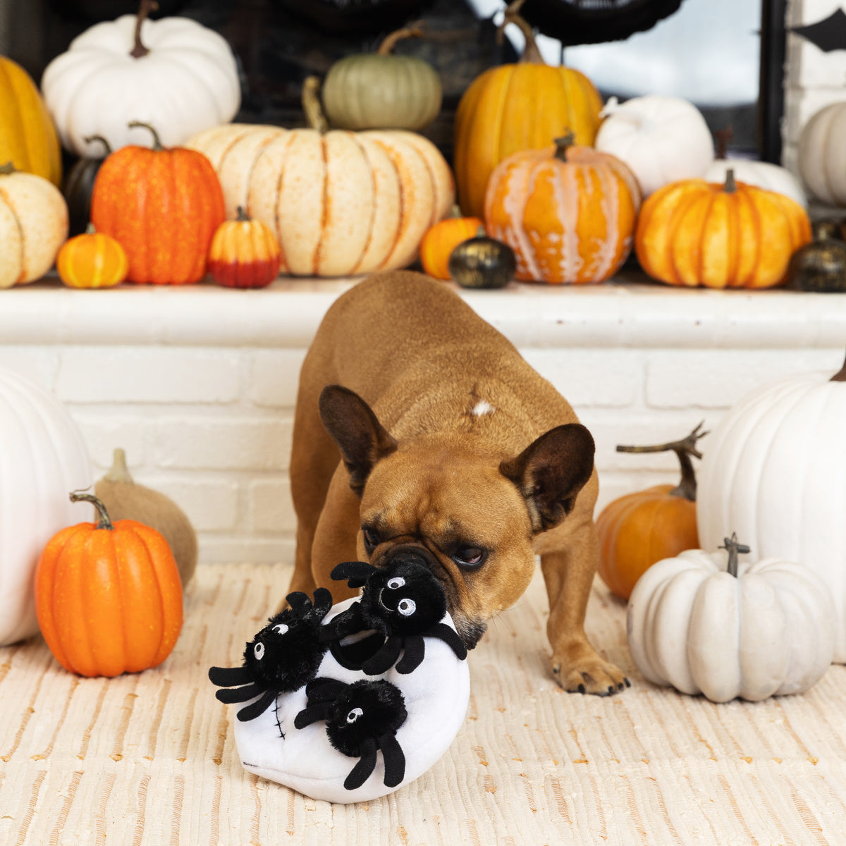 PetShop by Fringe Studio Skull With Spiders Hide & Seek Plush Dog Toy