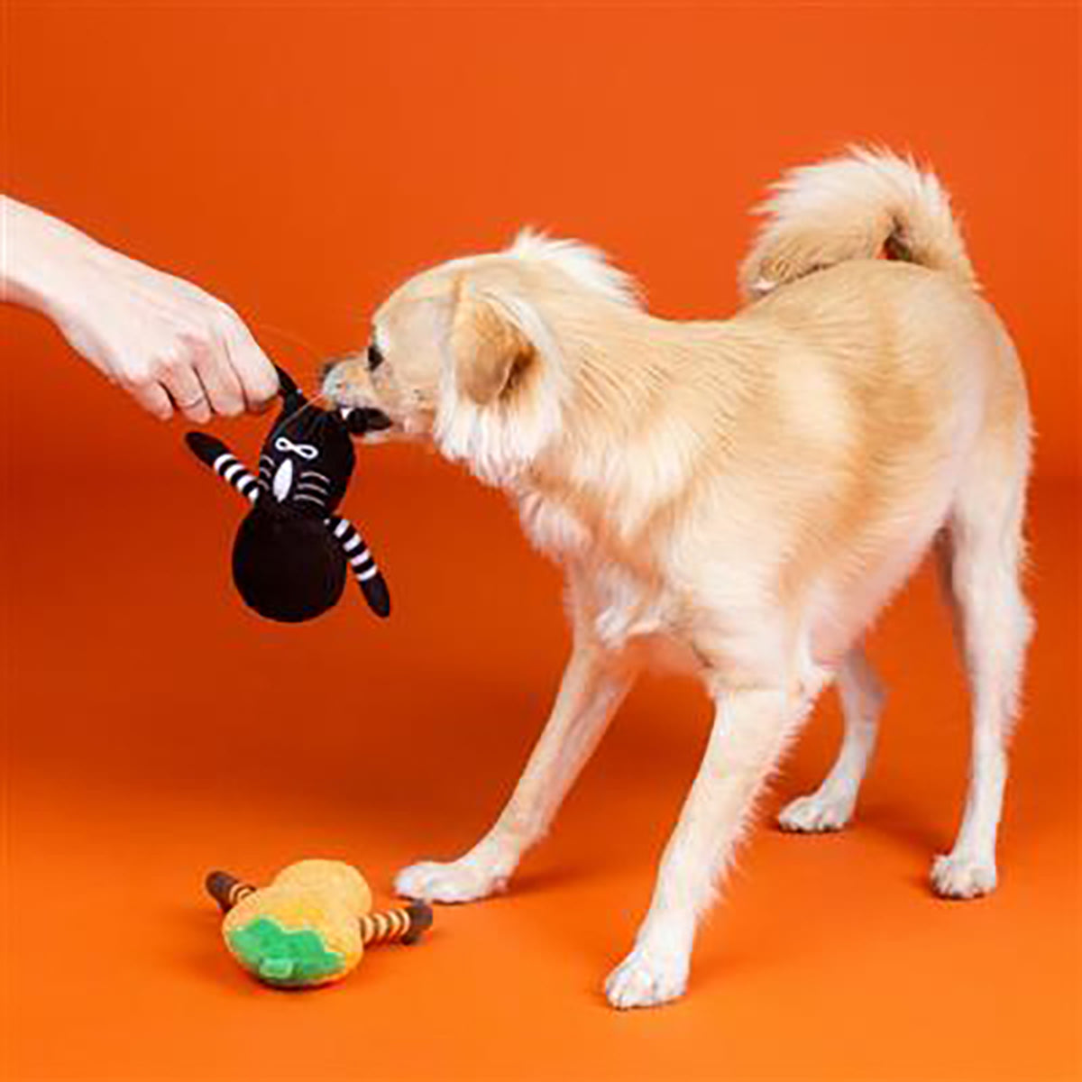 PetShop by Fringe Studio Oh My Gourd Plush Dog Toy
