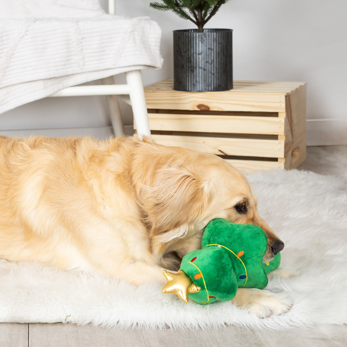 PetShop by Fringe Studio Light Me Up Plush Dog Toy