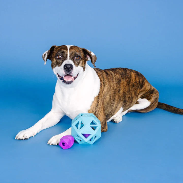 PetShop by Fringe Sweet on the Inside Blue Rubber Dog Toy