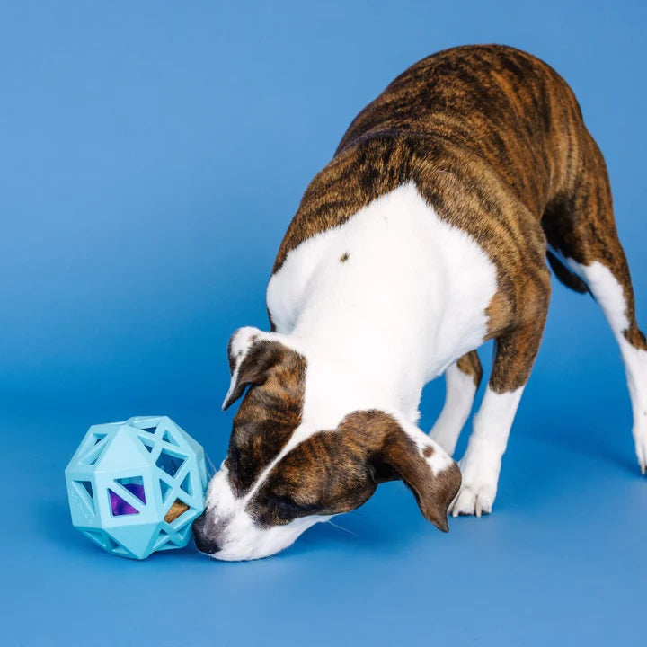 PetShop by Fringe Sweet on the Inside Blue Rubber Dog Toy