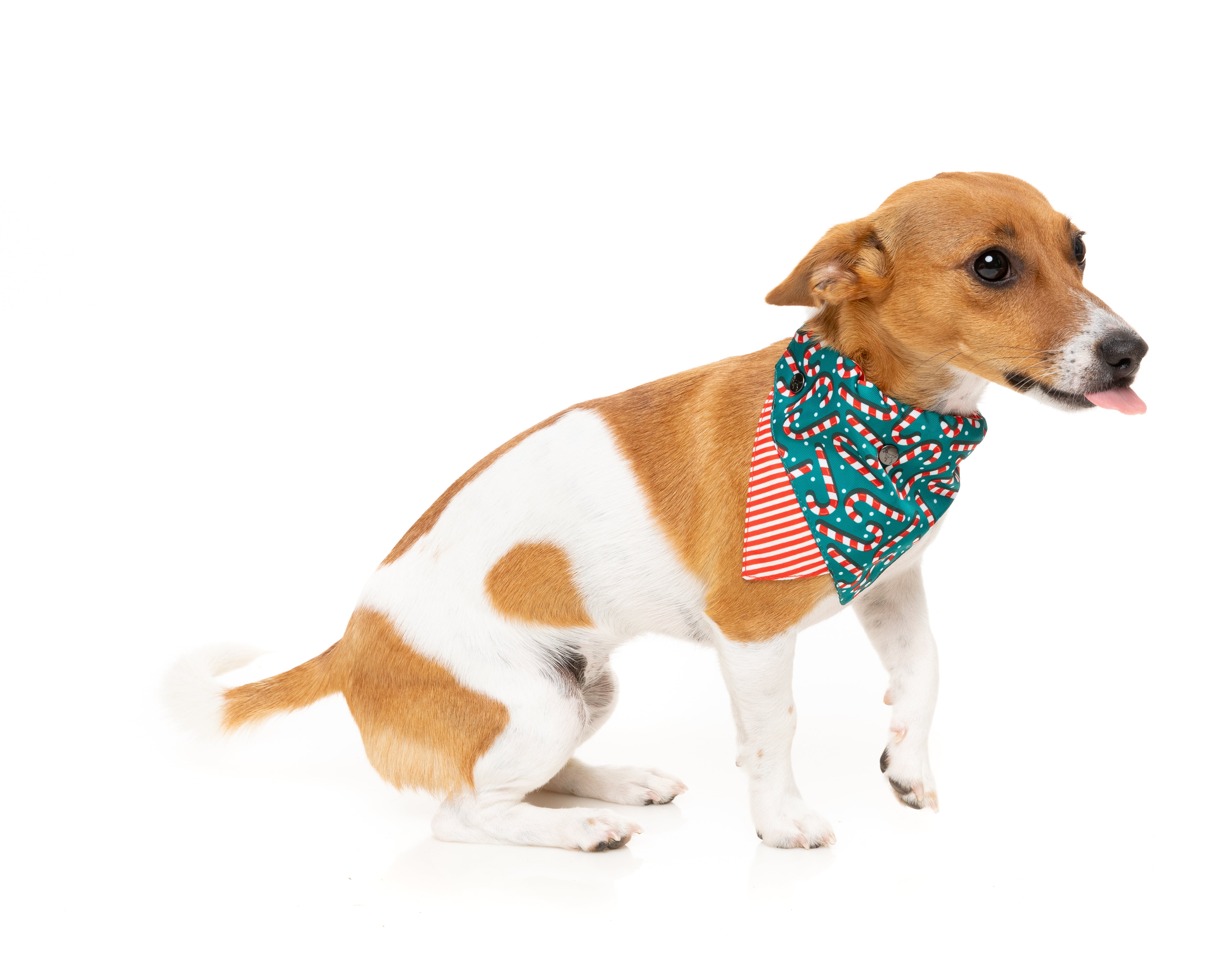 FuzzYard Bandana Candy Cane-GRN-M/L