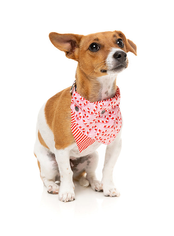 FuzzYard Bandana Candy Cane-PNK-M/L