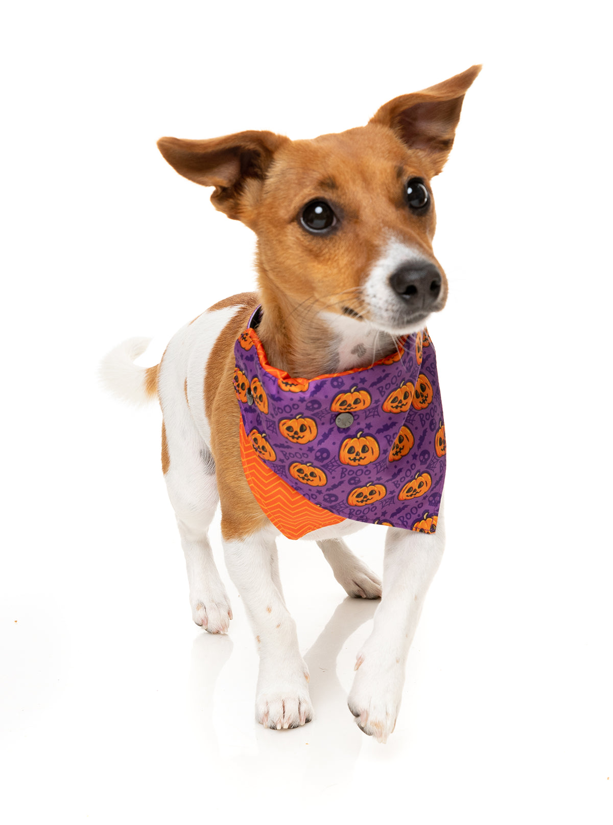 FuzzYard Bandana Jack Jack Jackie Lantern Purple M/L