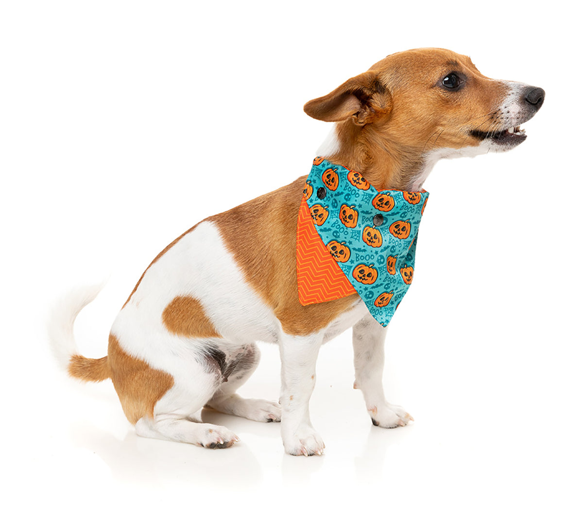 FuzzYard Bandana Jack Jack Jackie Lantern Teal S/M