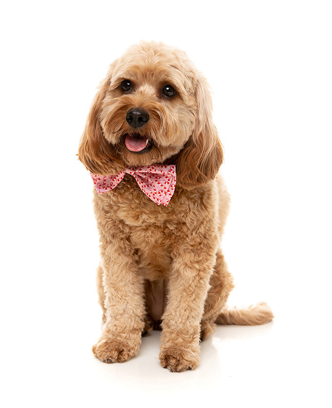 FuzzYard Bowtie Candy Cane Pink S