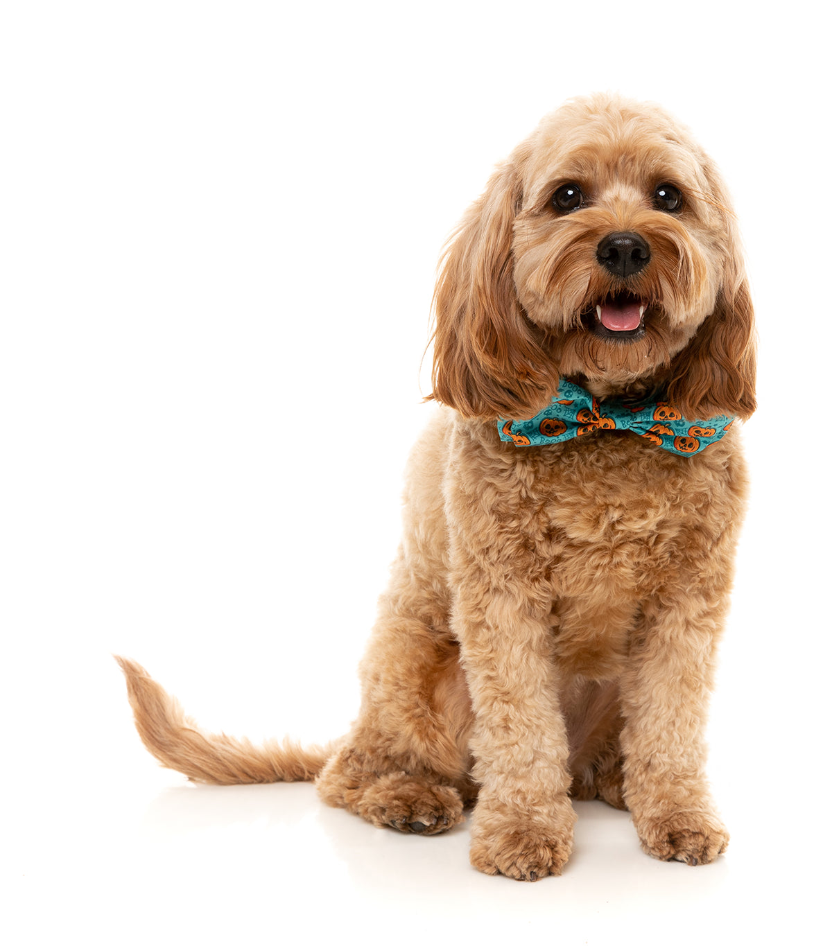 FuzzYard Bowtie  Jack Jack Jackie Lantern  Teal L