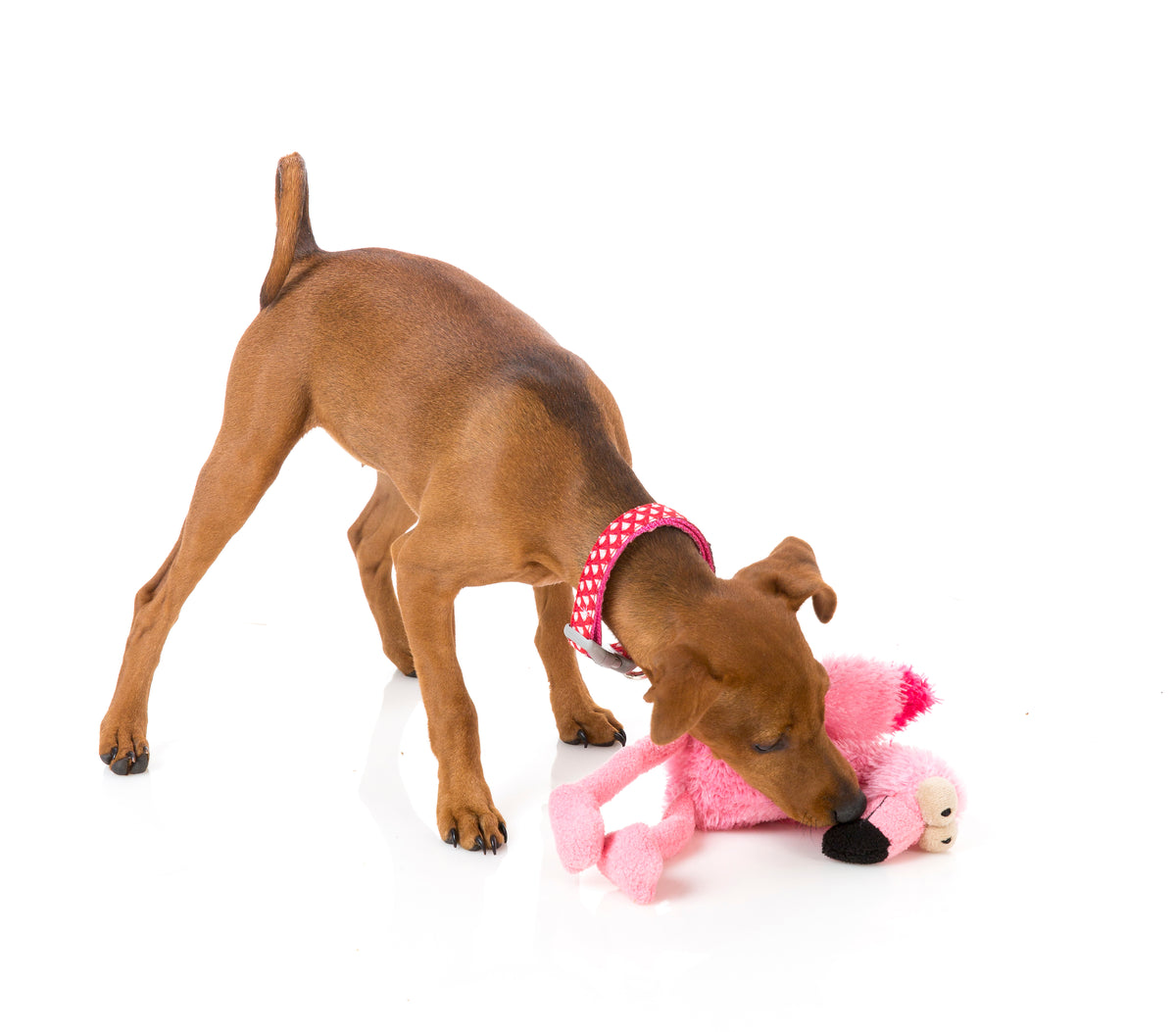 FuzzYard Dog Toy Neighborhood Nasties Little Flo the Flamingo Small