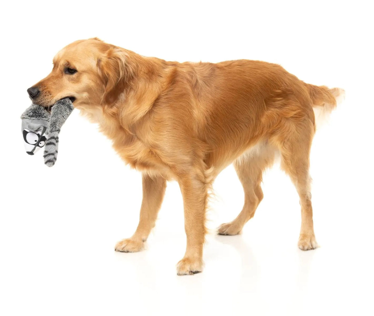 FuzzYard Run Along Raccoon Plush Dog Toy
