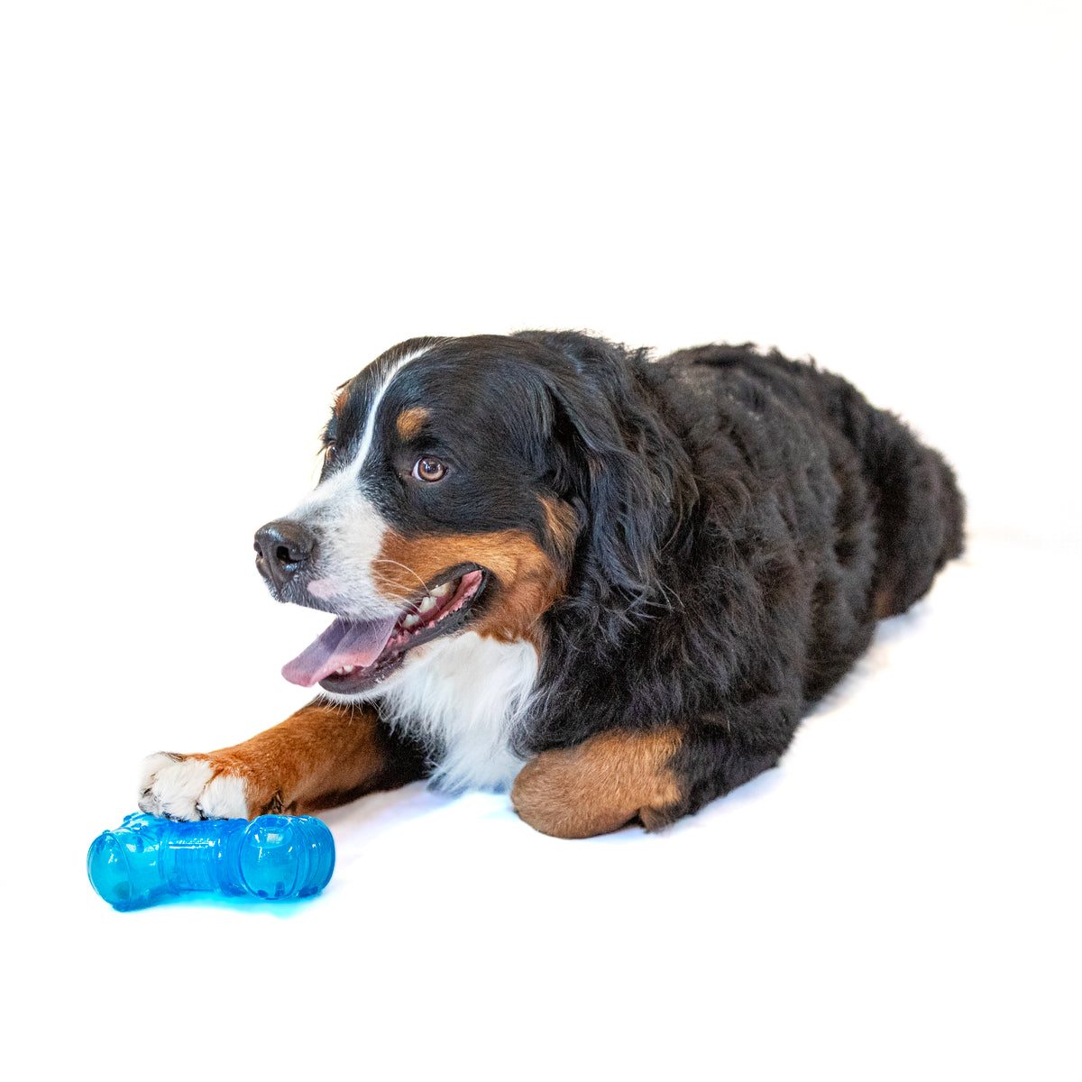 GURU Pet Company No Begging! Bone Treat-Dispensing Dog Chew Toy Medium