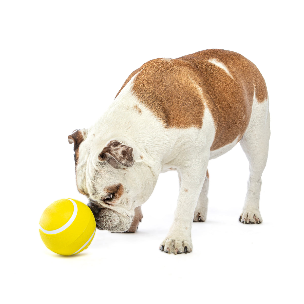 GURU Pet Company Giggling Tennis Ball Dog Fetch Toy Large