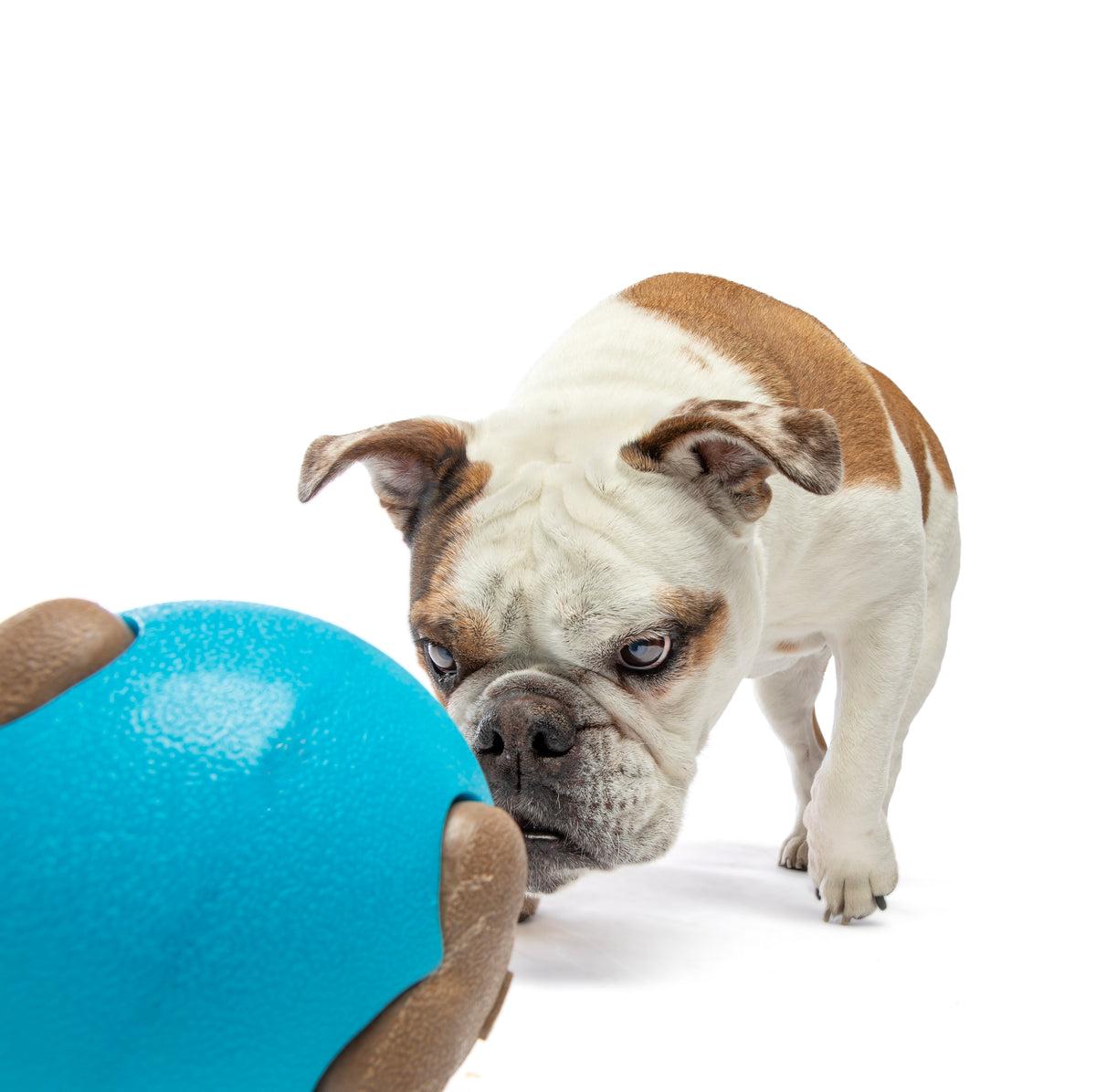 GURU Pet Company Busy Ball Dog Fetch Toy Medium
