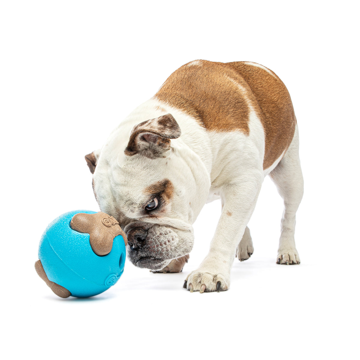 GURU Pet Company Busy Ball Dog Fetch Toy Medium