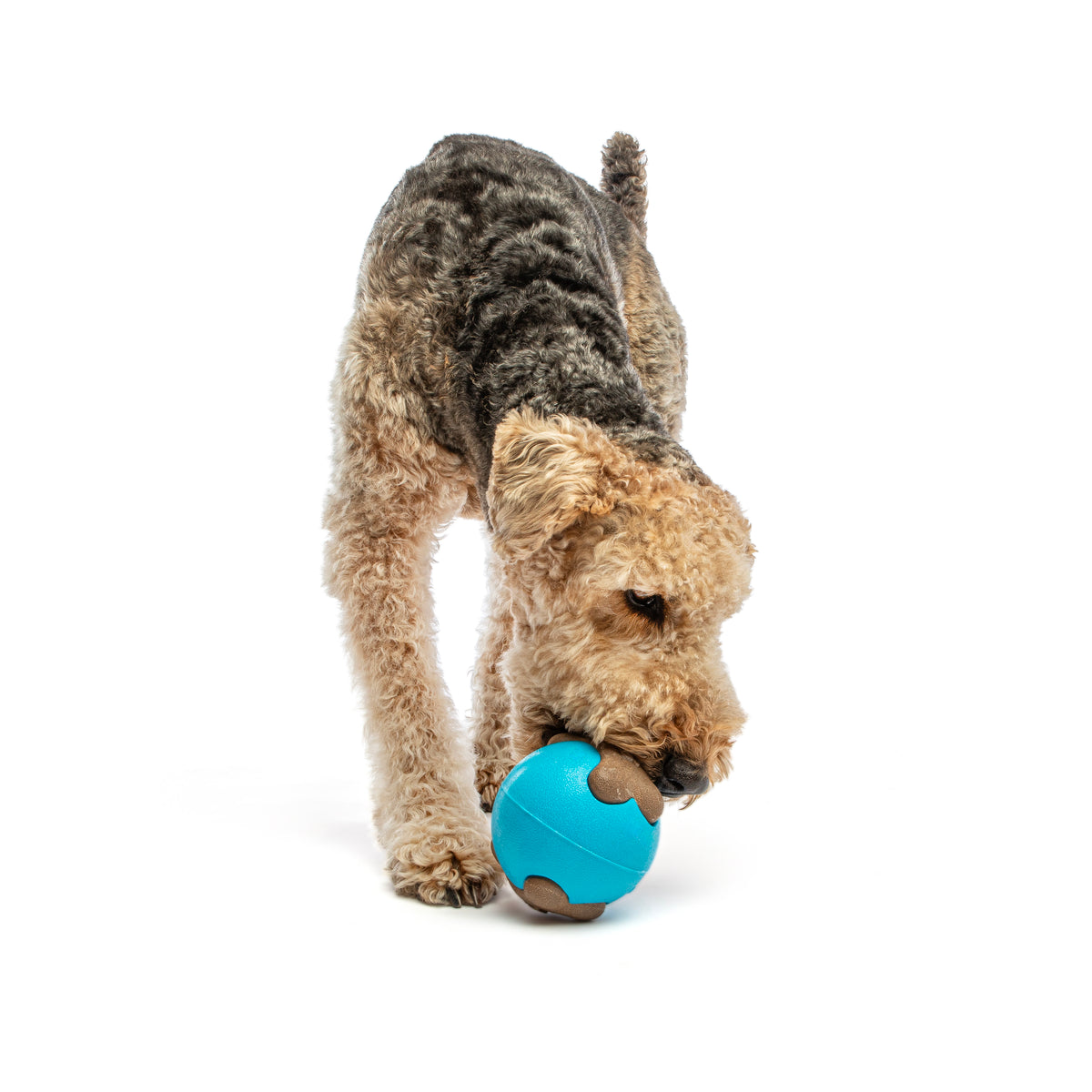 GURU Pet Company Busy Ball Dog Fetch Toy Medium