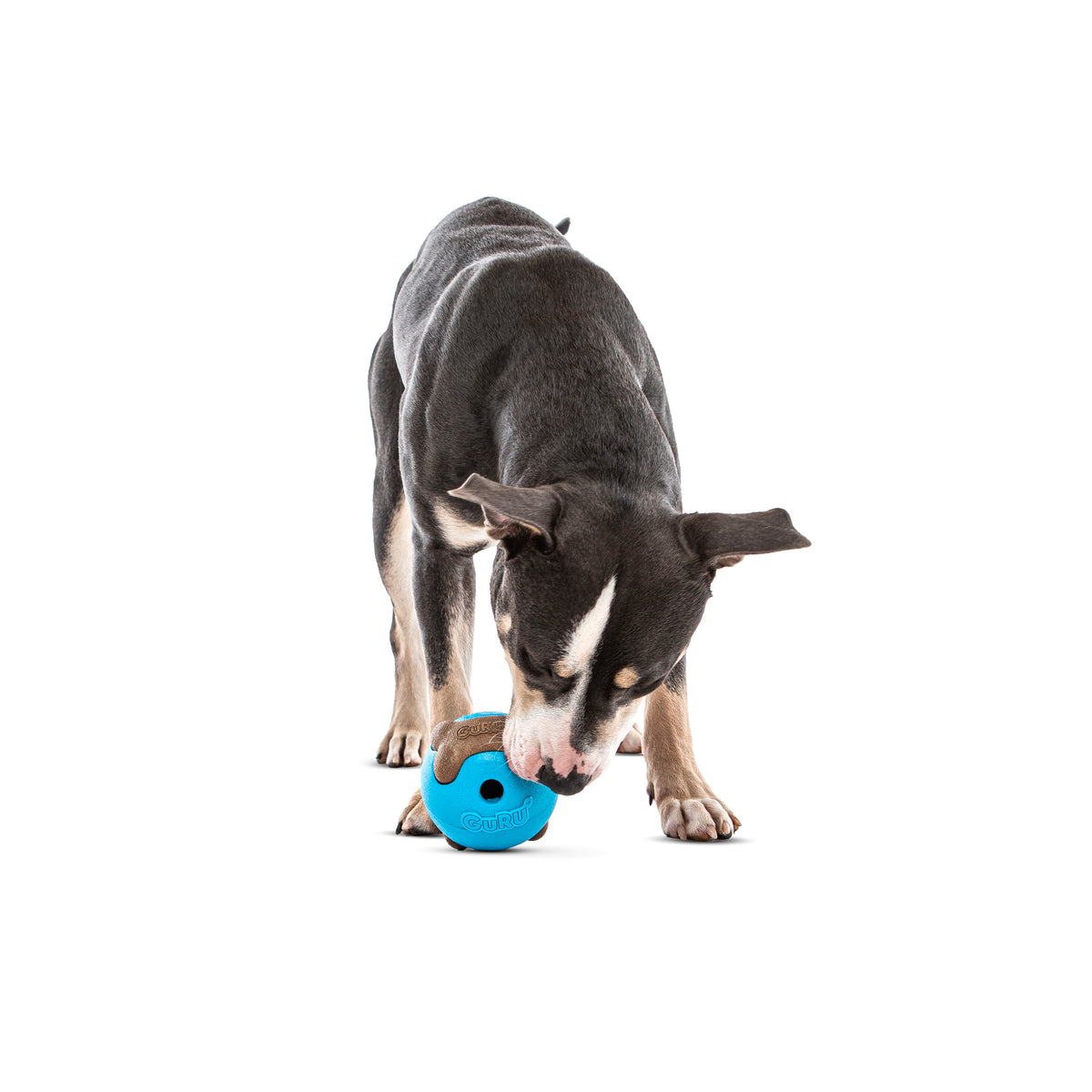 GURU Pet Company Busy Ball Dog Fetch Toy Medium