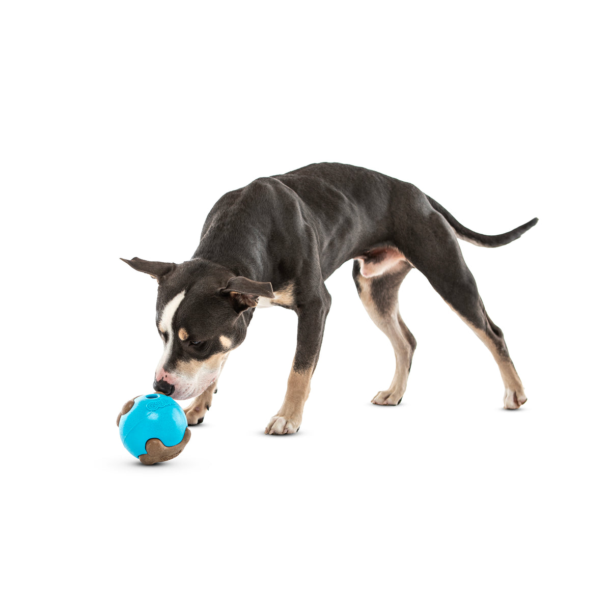 GURU Pet Company Busy Ball Dog Fetch Toy Medium